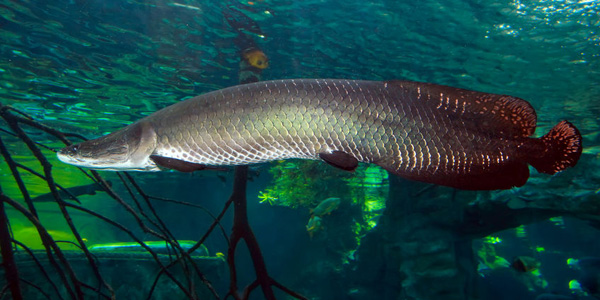Arapaima
